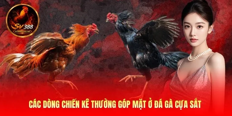 Các dòng chiến kê thường góp mặt ở đá gà cựa sắt
