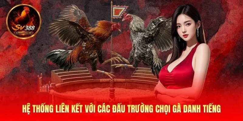 Hệ thống liên kết với các đấu trường chọi gà danh tiếng